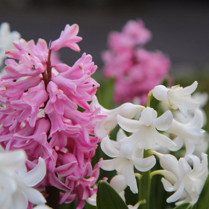 Směs hyacintů - Hyacinthus mix - prodej cibulovin - 5 ks