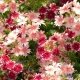 Plaménka Drummondova směs barev - Phlox drum. mix - prodej semen - 100 ks