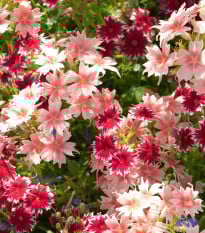 Plaménka Drummondova směs barev - Phlox drum. mix - prodej semen - 100 ks