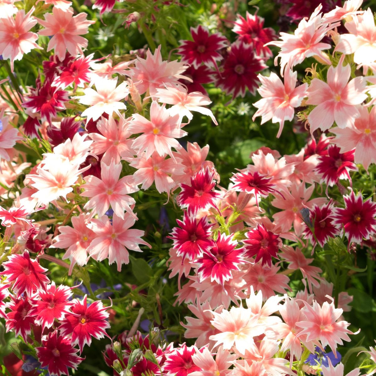 Plaménka Drummondova směs barev - Phlox drum. mix - prodej semen - 100 ks