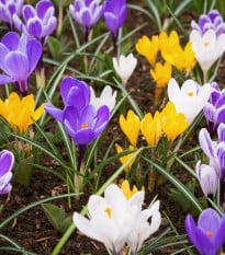 Směs krokusů - Crocus mix - prodej cibulovin - 15 ks