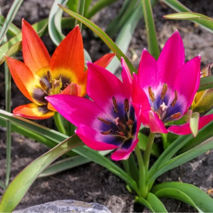 Směs tulipánů - Tulipa mix - prodej cibulovin - 15 ks