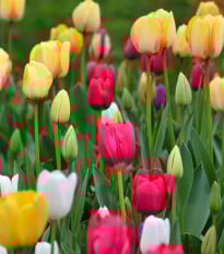 Směs tulipánů - Tulipa mix - prodej cibulovin - 15 ks