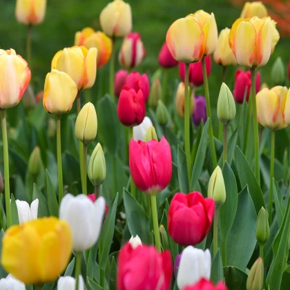 Směs tulipánů - Tulipa mix - prodej cibulovin - 15 ks