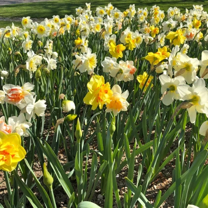 Směs narcisů - Narcissus mix - prodej cibulovin - 15 ks