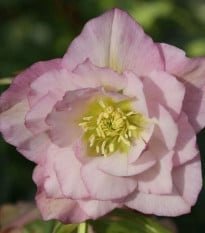 Čemeřice plnokvětá Ellen růžová - Helleborus double - prodej prostokořenných sazenic - 1 ks