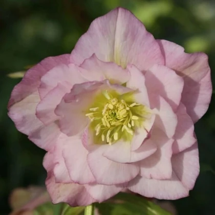 Čemeřice plnokvětá Ellen růžová - Helleborus double - prodej prostokořenných sazenic - 1 ks