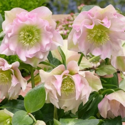 Čemeřice plnokvětá Ellen růžová - Helleborus double - prodej prostokořenných sazenic - 1 ks