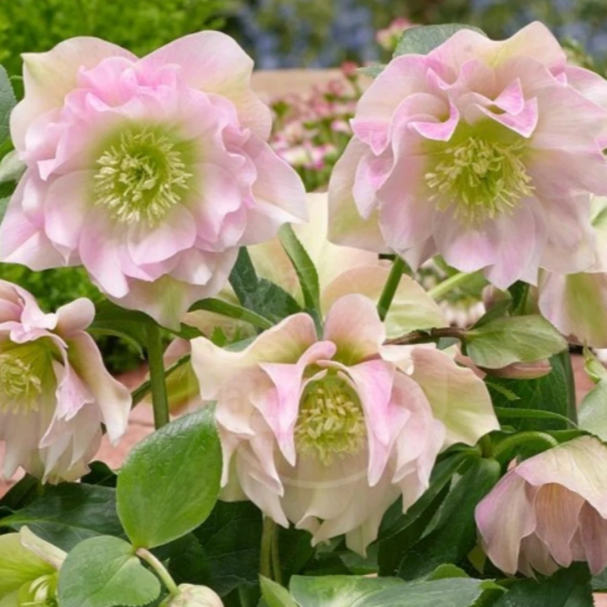 Čemeřice plnokvětá Ellen růžová - Helleborus double - prodej prostokořenných sazenic - 1 ks