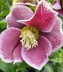 Čemeřice Pretty Ellen tečkovaná - Helleborus orientalis - prodej prostokořenných sazenic - 1 ks