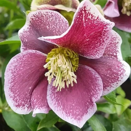 Čemeřice Pretty Ellen tečkovaná - Helleborus orientalis - prodej prostokořenných sazenic - 1 ks
