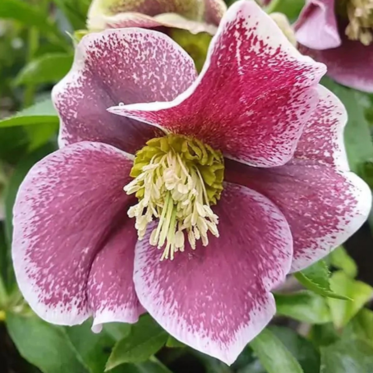 Čemeřice Pretty Ellen tečkovaná - Helleborus orientalis - prodej prostokořenných sazenic - 1 ks