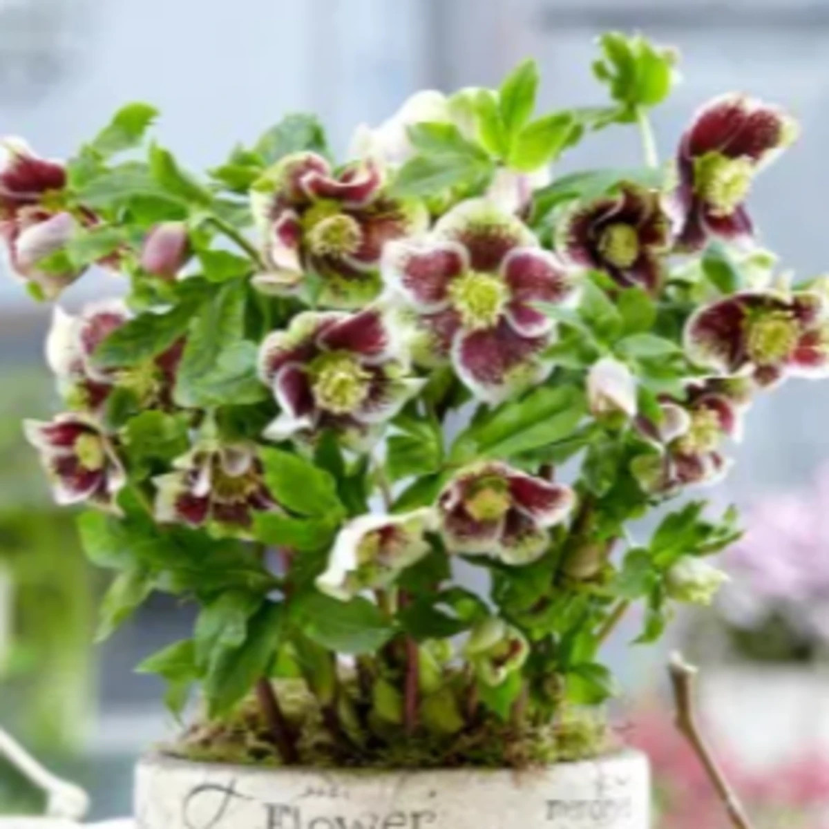Čemeřice Pretty Ellen tečkovaná - Helleborus orientalis - prodej prostokořenných sazenic - 1 ks