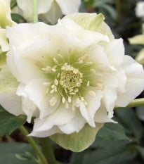Čemeřice plnokvětá Ellen bílá - Helleborus double - prodej prostokořenných sazenic - 1 ks