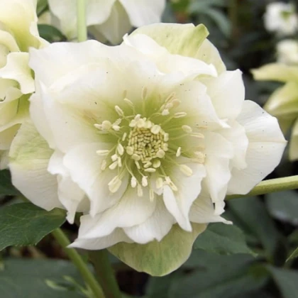 Čemeřice plnokvětá Ellen bílá - Helleborus double - prodej prostokořenných sazenic - 1 ks
