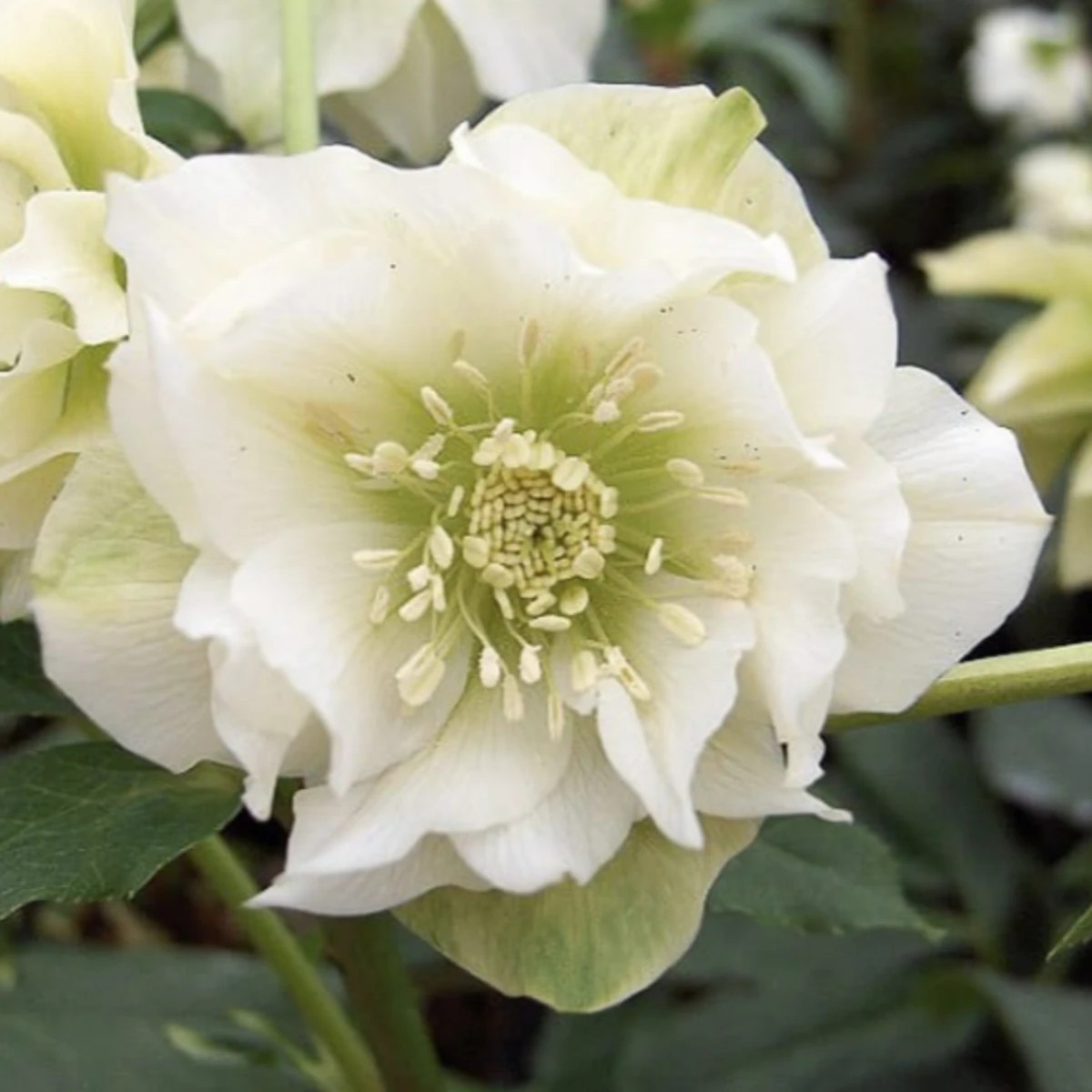 Čemeřice plnokvětá Ellen bílá - Helleborus double - prodej prostokořenných sazenic - 1 ks