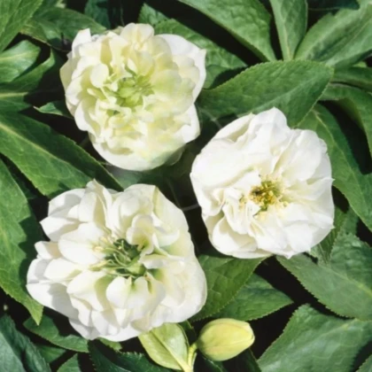 Čemeřice plnokvětá Ellen bílá - Helleborus double - prodej prostokořenných sazenic - 1 ks