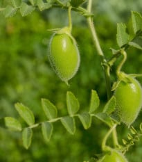 Cizrna Donia - Cicer - prodej semen - 15 ks