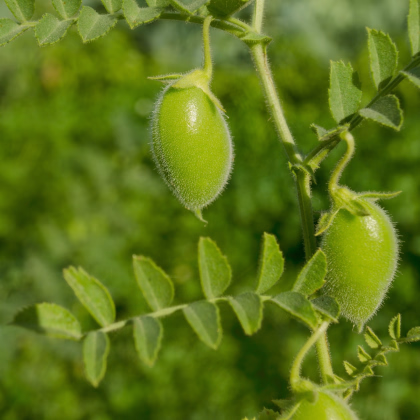 Cizrna Donia - Cicer - prodej semen - 15 ks