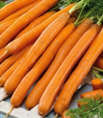 Mrkev Babetka F1 - Daucus carota - prodej semen - 300 ks