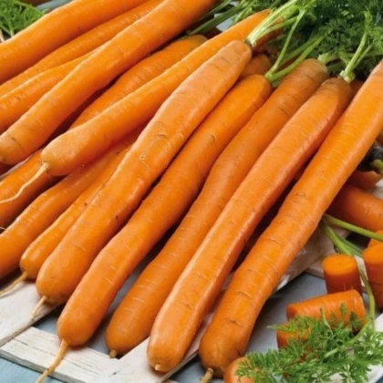 Mrkev Babetka F1 - Daucus carota - prodej semen - 300 ks