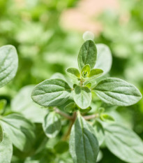 Majoránka zahradní Marietta - Origanum Majorana L. - prodej semen - 300 ks