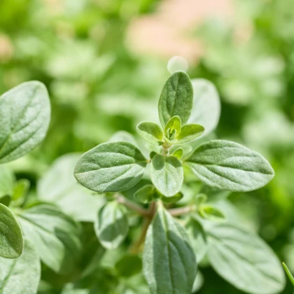 Majoránka zahradní Marietta - Origanum Majorana L. - prodej semen - 300 ks