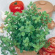Majoránka zahradní Marietta - Origanum Majorana L. - prodej semen - 300 ks