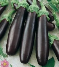 Lilek Klasik - Solanum melongena - prodej semen - 50 ks