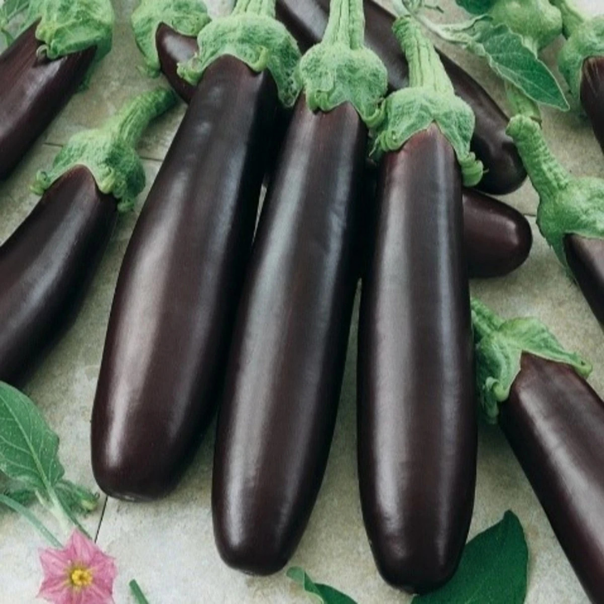 Lilek Klasik - Solanum melongena - prodej semen - 50 ks