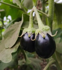 Lilek Krasan - Solanum melongena - prodej semen - 100 ks