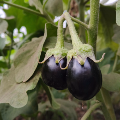 Lilek Krasan - Solanum melongena - prodej semen - 100 ks
