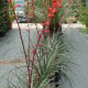 Juka červená - Hesperaloe parviflora - prodej semen - 6 ks