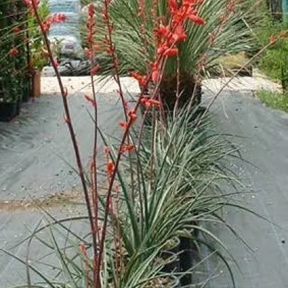 Juka červená - Hesperaloe parviflora - prodej semen - 6 ks
