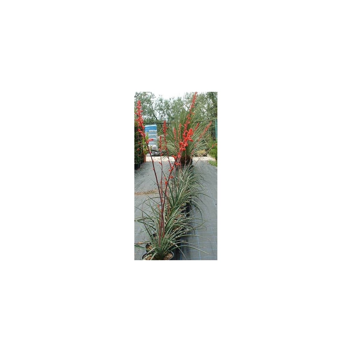 Juka červená - Hesperaloe parviflora - prodej semen - 6 ks