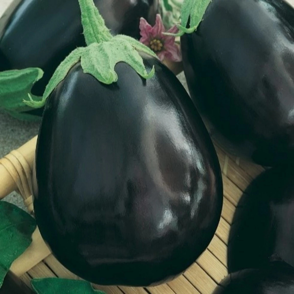 Lilek Krasan - Solanum melongena - prodej semen - 100 ks