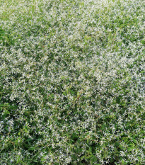 Pryšec trávovitý Glitz F1 - Euphorbia graminea - prodej semen - 12 ks