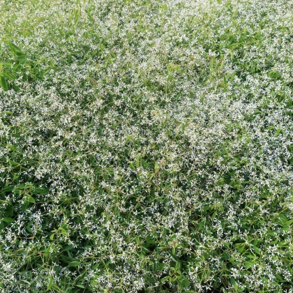 Pryšec trávovitý Glitz F1 - Euphorbia graminea - prodej semen - 12 ks