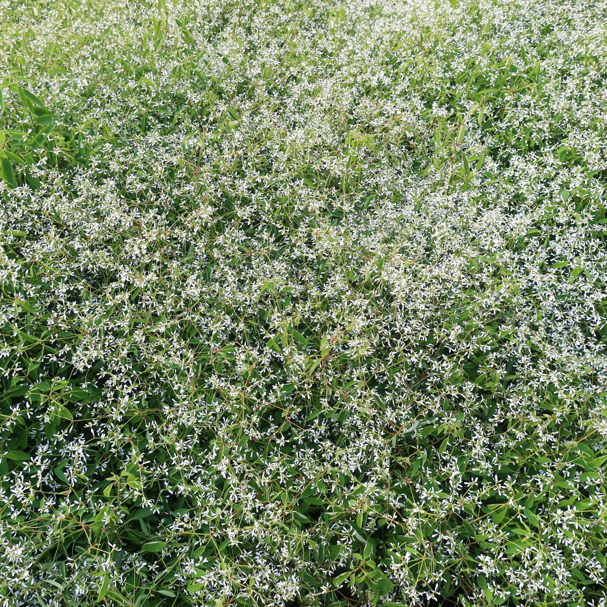 Pryšec trávovitý Glitz F1 - Euphorbia graminea - prodej semen - 12 ks