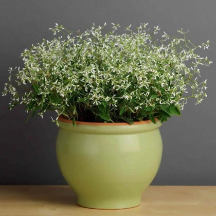 Pryšec trávovitý Glitz F1 - Euphorbia graminea - prodej semen - 12 ks