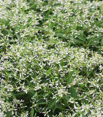 Pryšec trávovitý Glamour F1 - Euphorbia graminea - prodej semen - 12 ks