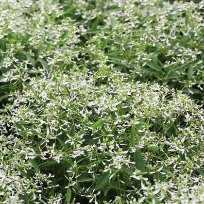 Pryšec trávovitý Glamour F1 - Euphorbia graminea - prodej semen - 12 ks