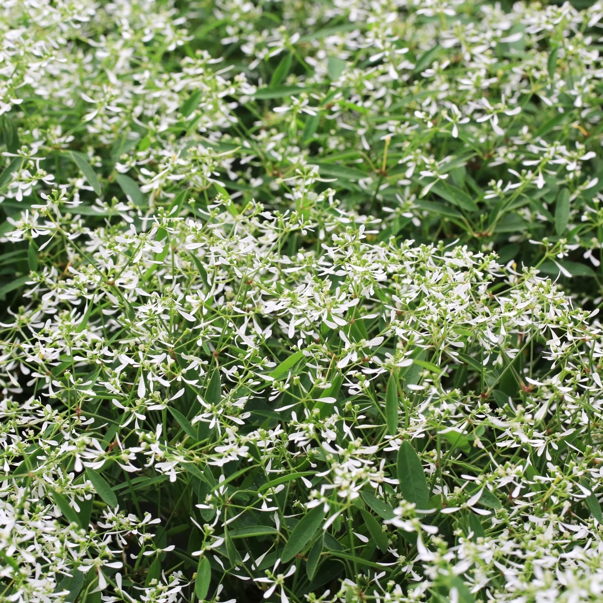 Pryšec trávovitý Glamour F1 - Euphorbia graminea - prodej semen - 12 ks