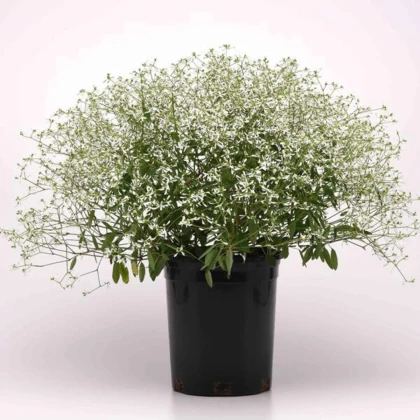 Pryšec trávovitý Glamour F1 - Euphorbia graminea - prodej semen - 12 ks