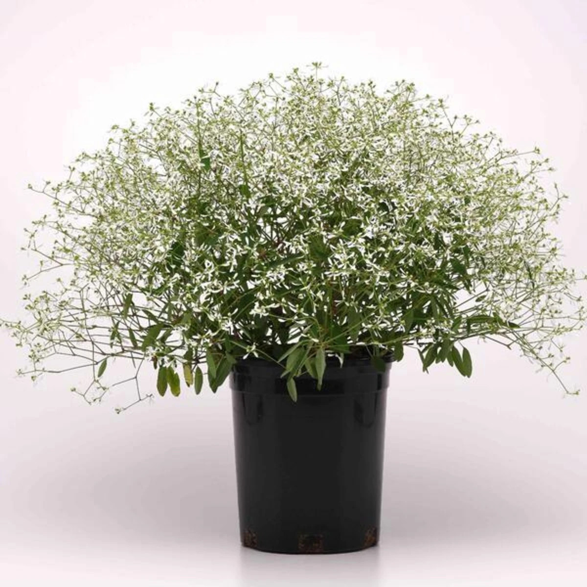 Pryšec trávovitý Glamour F1 - Euphorbia graminea - prodej semen - 12 ks