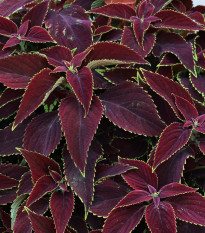Africká kopřiva Sun Chocolate Mint - Coleus blumei - prodej semen - 20 ks