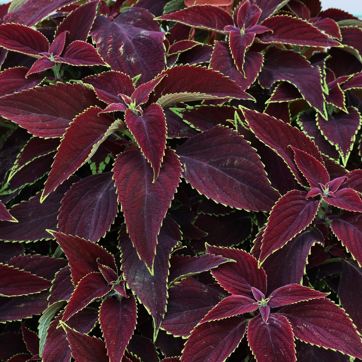 Africká kopřiva Sun Chocolate Mint - Coleus blumei - prodej semen - 20 ks