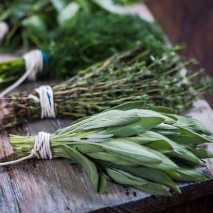 Tři oblíbené bylinky - prodej výsevních pásků - Sperli - 1 ks