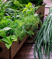 Kuchyňské bylinky na malou plochu - prodej výsevních disků - Sperli - 1 ks