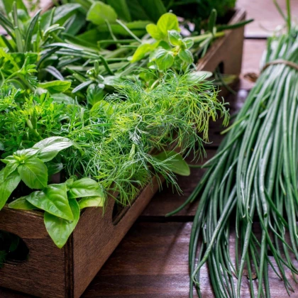 Kuchyňské bylinky na malou plochu - prodej výsevních disků - Sperli - 1 ks